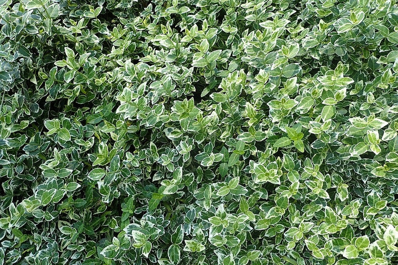 Euonymus fortunei 'Emerald Gaiety'