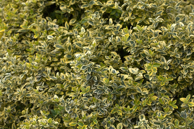 Euonymus fortunei 'Emerald 'n' Gold'