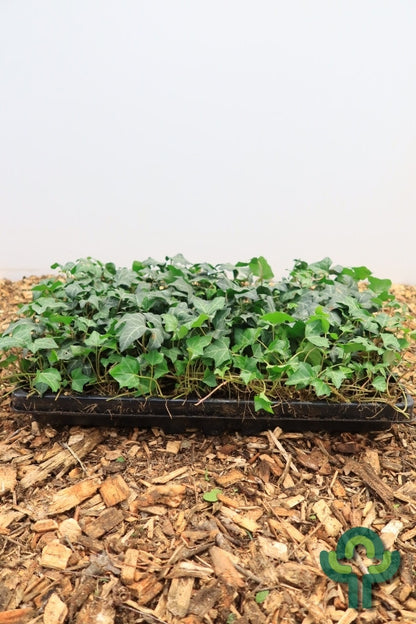 Hedera helix 'Normandy Carpet'