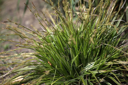 Japanse zegge (Carex morrowii) 'Variegata'