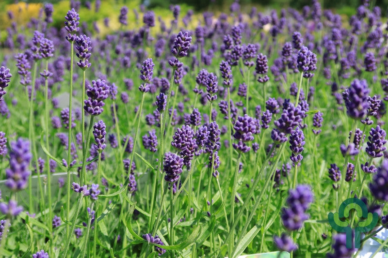 Lavandula angustifolia 'Hidcote'