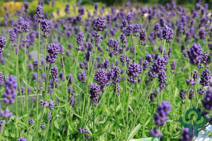 Lavandula angustifolia 'Hidcote'
