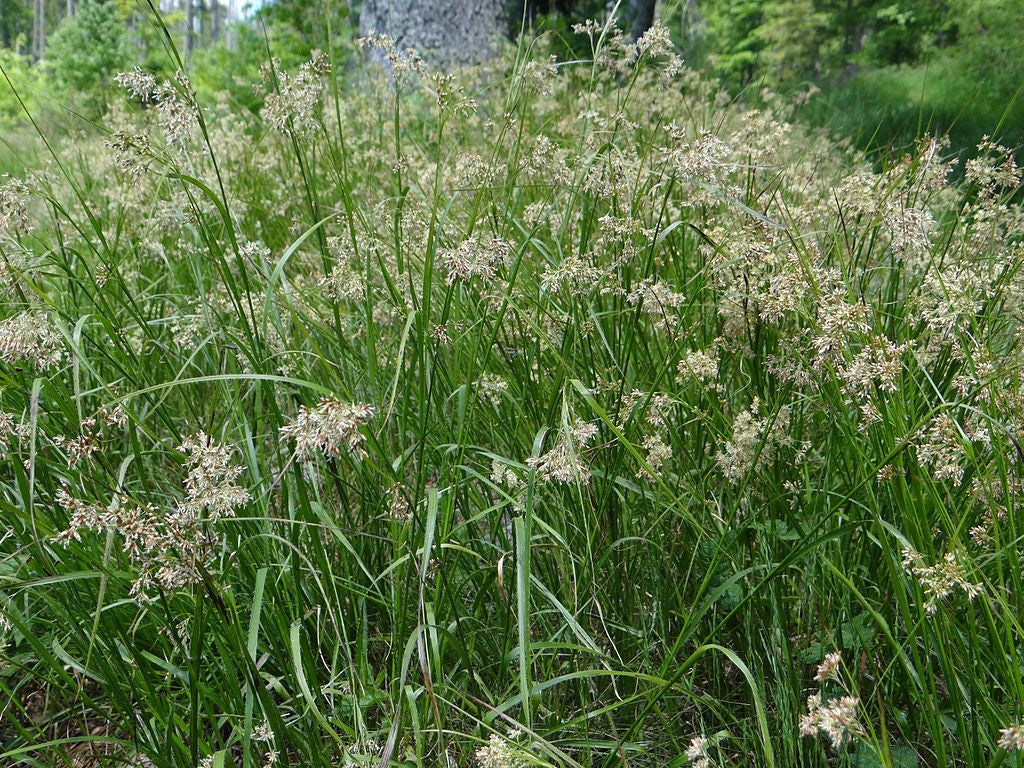 Grote veldbies (Luzula sylvatica)