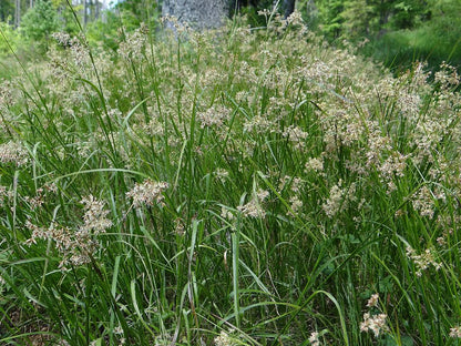 Grote veldbies (Luzula sylvatica)