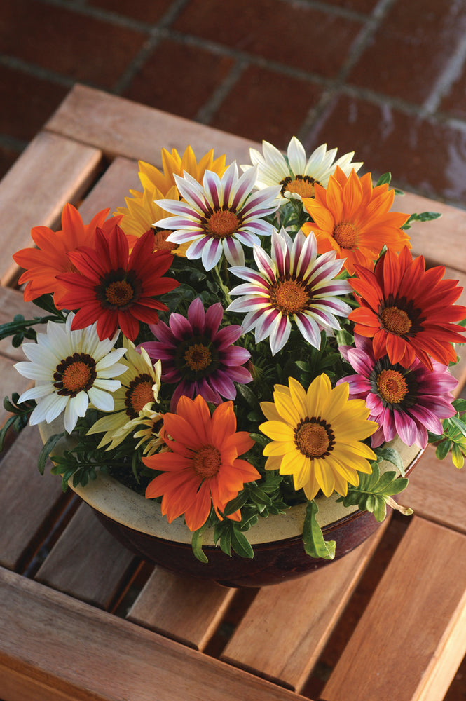 Gazania (middaggoud)