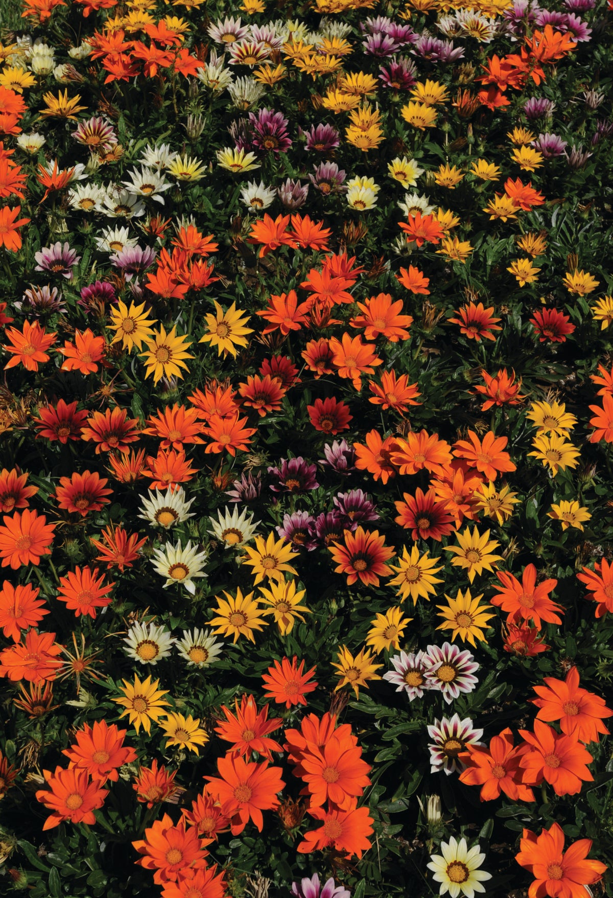 Gazania (middaggoud)