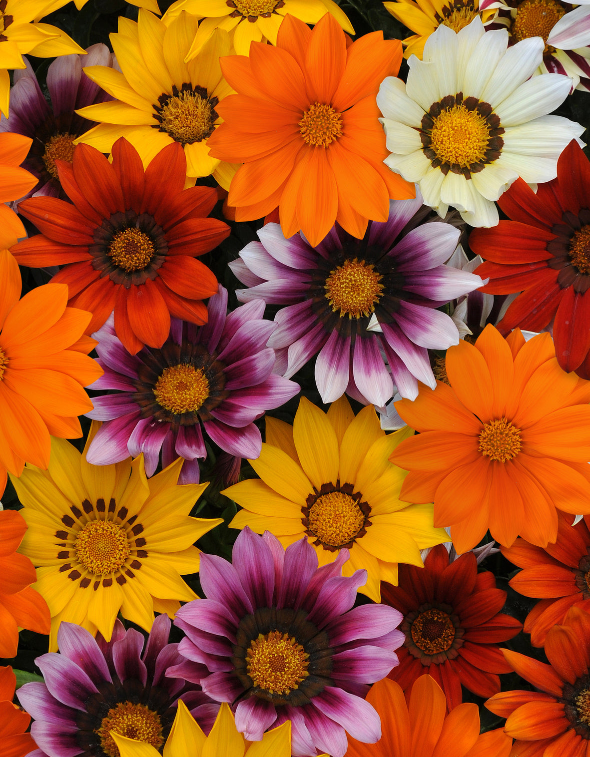 Gazania (middaggoud)
