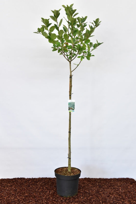 Aronia prunifolia 'Nero'