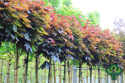 Acer platanoides 'Crimson Sentry'