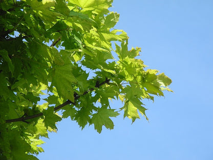 Acer platanoides 'Globosum'