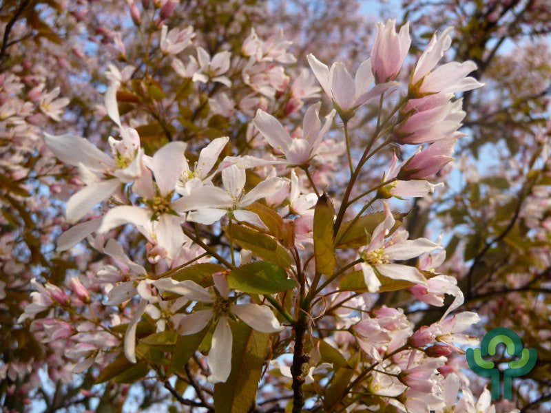 Amelanchier arborea 'Robin Hill'
