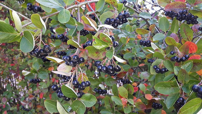 Aronia prunifolia 'Viking'