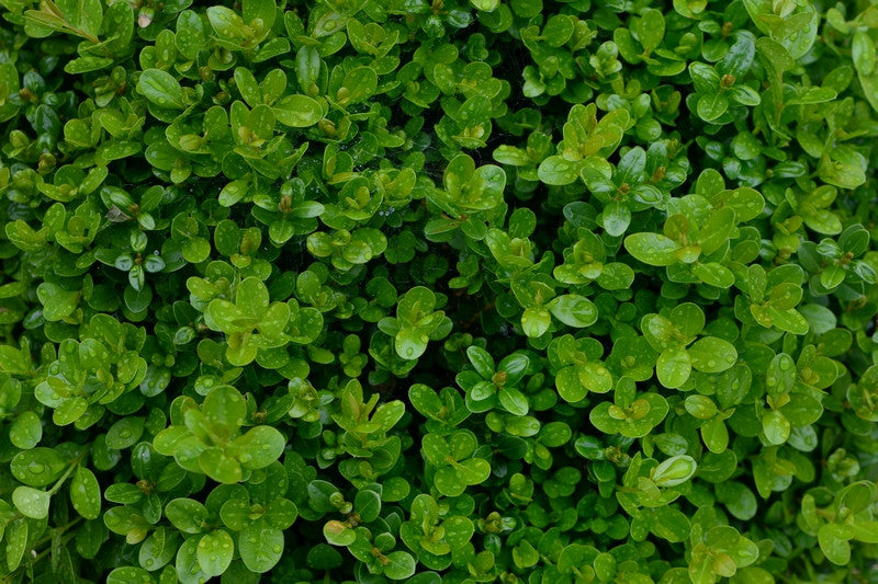 Buxus sempervirens