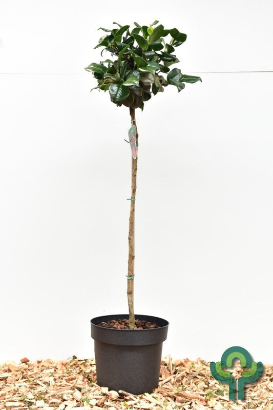 Camellia japonica 'Lady Campbell'