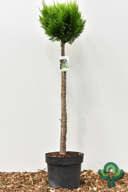 Schijncipres (Chamaecyparis lawsoniana) 'Stardust'