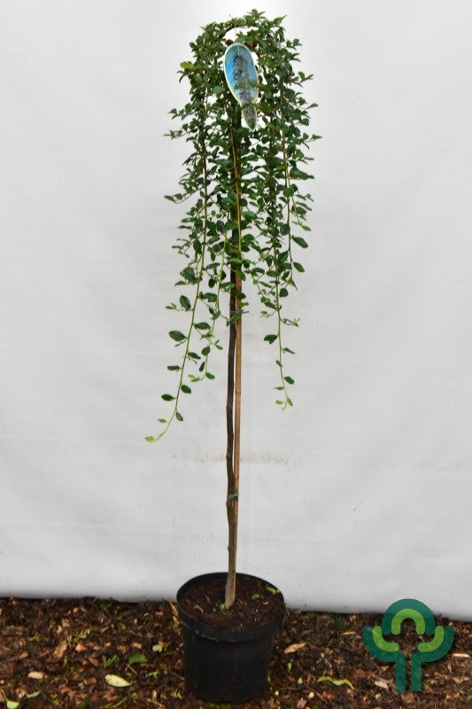 Cotoneaster dammeri 'Major'