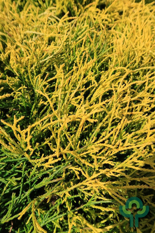 Schijncipres (Chamaecyparis pisifera) 'Sungold'