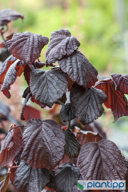 Corylus avellana 'Red Majestic'