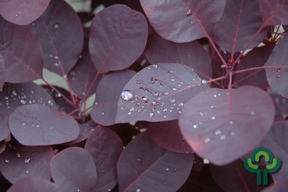 Cotinus coggygria 'Royal Purple'