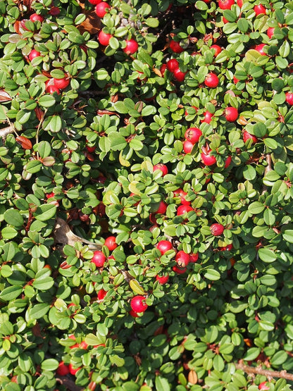 Cotoneaster procumbens 'Streib's Findling'