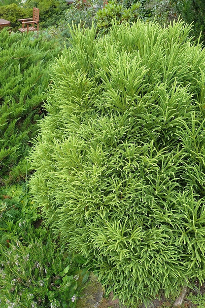 Japanse ceder (Cryptomeria japonica) 'Little Champion'
