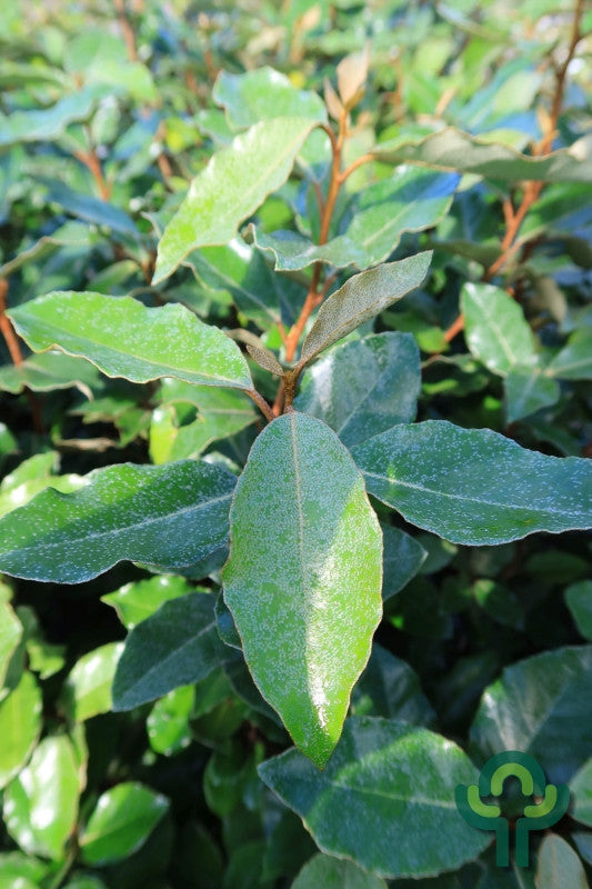 Elaeagnus ebbingei 'Compacta'