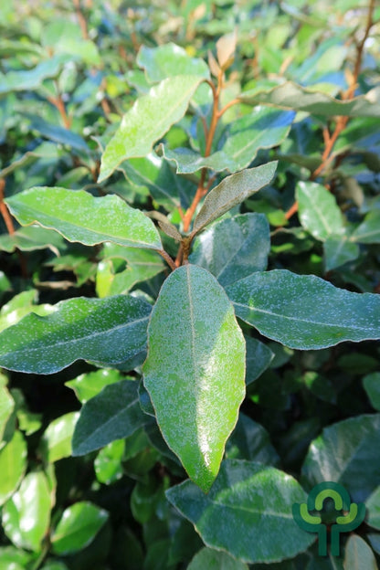 Elaeagnus ebbingei 'Compacta'