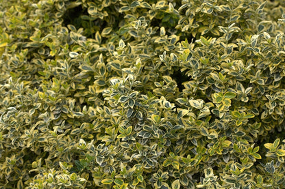 Euonymus fortunei 'Emerald 'n' Gold'