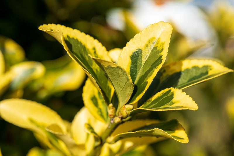Euonymus japonicus 'Aureomarginatus'