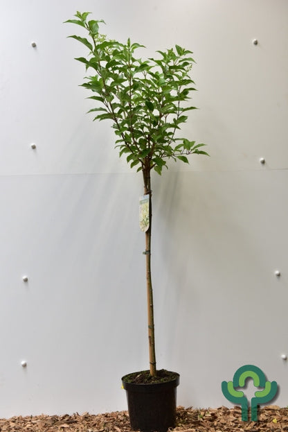Hydrangea paniculata 'Kyushu'