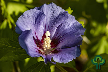Hibiscus syriacus 'Marina'
