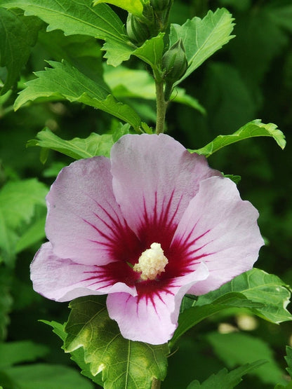 Hibiscus syriacus 'Hamabo'