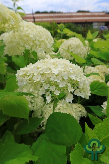 Hydrangea arborescens 'Annabelle'