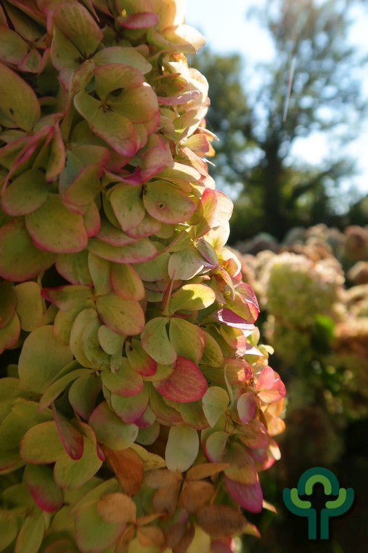 Hydrangea paniculata 'Limelight' ®