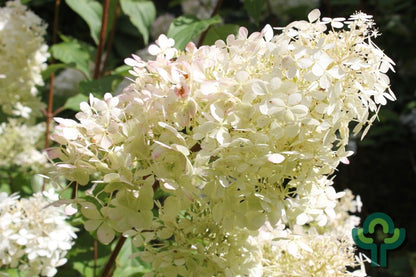 Hydrangea paniculata 'Phantom'