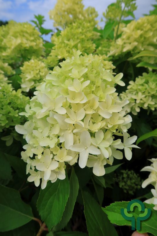 Hydrangea paniculata 'Skyfall'