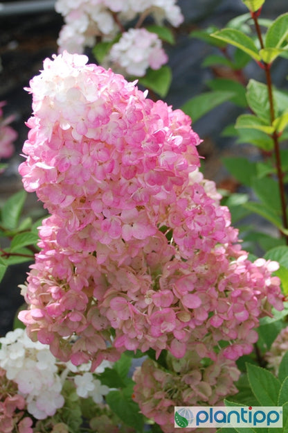 Hydrangea paniculata Sundae Fraise