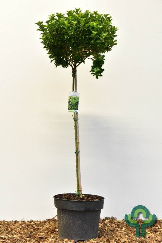 Ilex meserveae 'Little Rascal'