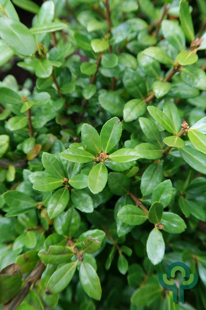 Ilex crenata 'Caroline Upright'