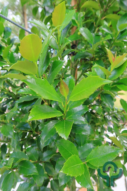 Ilex meserveae 'Blue Maid'