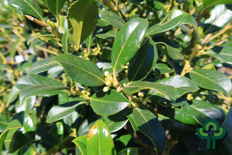 Ilex aquifolium 'J.C. van Tol'