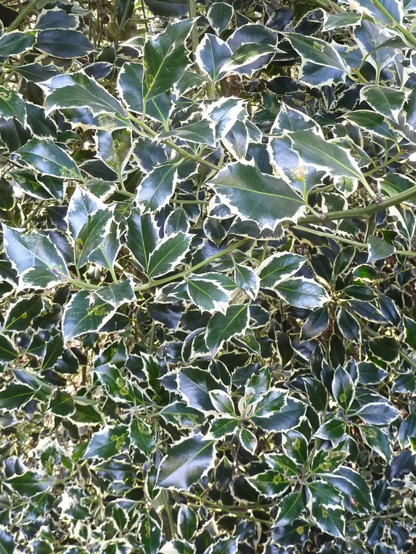 Ilex aquifolium 'Argentea Marginata'