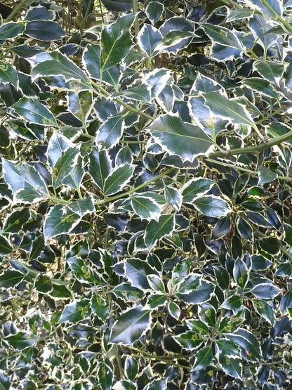 Ilex aquifolium 'Argentea Marginata'