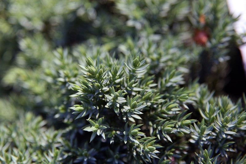 Jeneverbes (Juniperus procumbens) 'Nana'