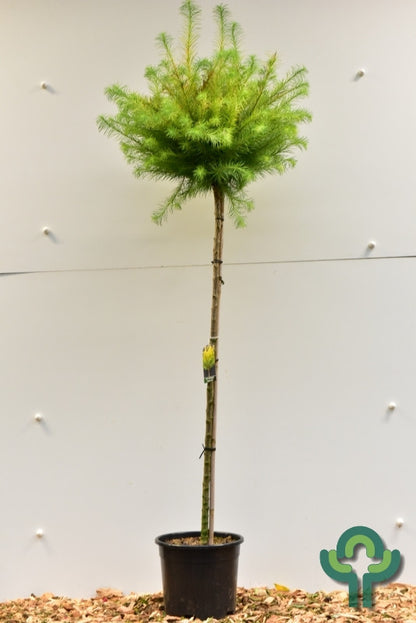 Japanse lariks (Larix kaempferi) 'Magic Gold'