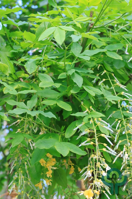 Laburnum alpinum 'Pendulum'