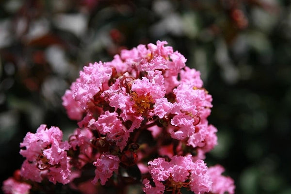 Lagerstroemia Rhapsody in Pink