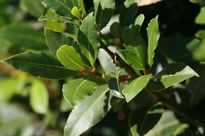 Laurus nobilis