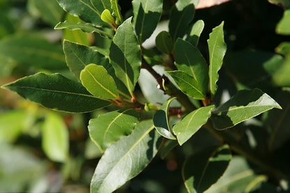 Laurus nobilis
