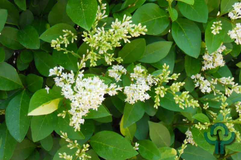 Ligustrum ovalifolium